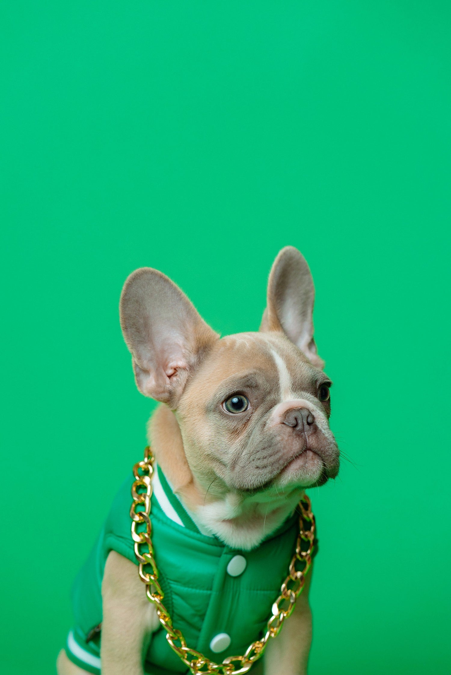 Dogs