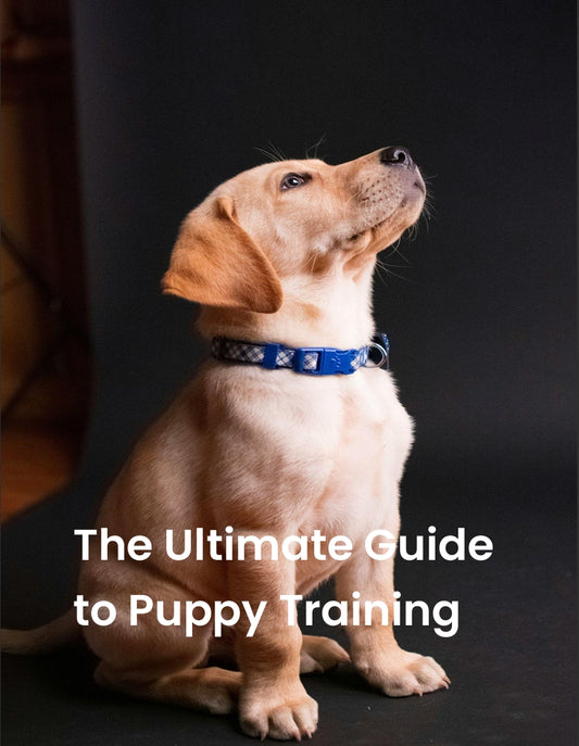 The Ultimate Guide To Puppy Training