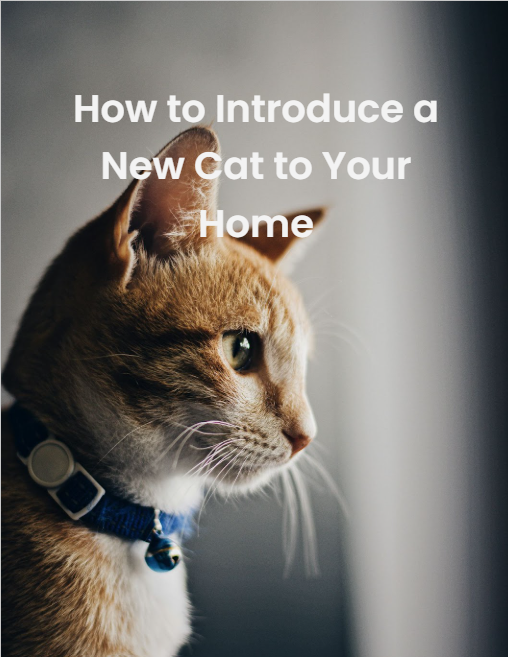 How to Introduce a New Cat to Your Home