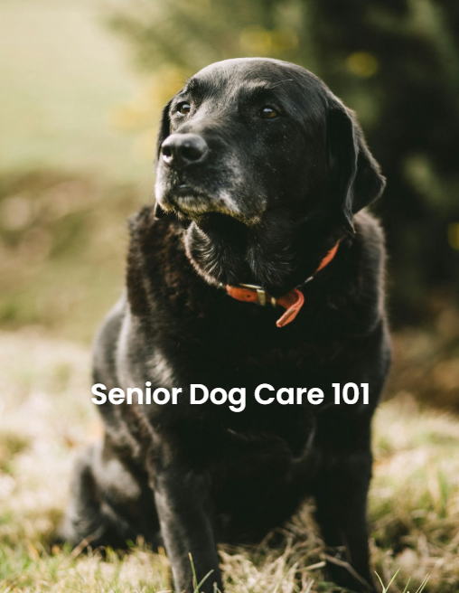 Senior Dog Care 101